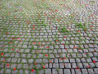 Wall Mural - red pride of barbados ( Caesalpinia pulcherrima (L.) Sw. ) falling on stone pavement in the garden