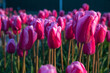 Pink tulips in field, evening light, golden hour, group of tulips holland