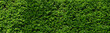 Decorative green bush wall background
