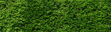 Decorative Green Bush Wall Background