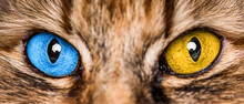 Cat's Eyes Are The Colors Of The Flag Of Ukraine - Blue And Yellow