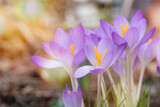 Fototapeta Kwiaty - Crocuses bloom in late winter early spring
