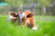 Young calf resting on green pasture grass on summer day. Feeding of cattle on farm grassland