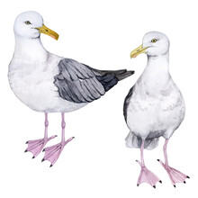 Watercolor Set Two Sea Gulls Isolated On White Background.