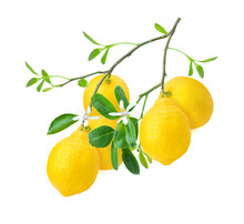 Branch Of Lemons Isolated On White Background