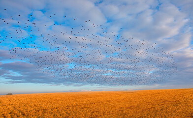 Fototapete - Beautiful large flock of starlings - The natural phenomenon 