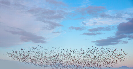 Poster - Beautiful large flock of starlings - The natural phenomenon 