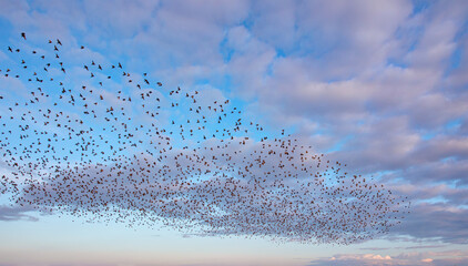 Fototapete - Beautiful large flock of starlings - The natural phenomenon 