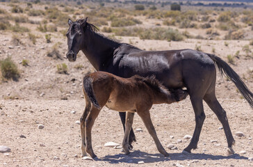 Wall Mural - Wild Horse Mare and Foal in Summer in the Utah Desert