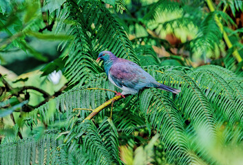 Wall Mural - Common woods pigeon