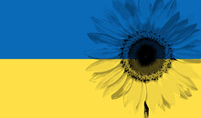 The Ukrainian Flag And The Sunflower, A Symbol Of Peace.
