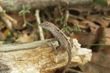 Brown Anole Lizard On A Stump In Florida Nature, Closeup