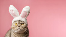 Funny Scottish Fold Cat With Rabbit Ears On A Pink Background. Banner For Your Advertisement, Copy Space. Concept: Easter Bunny, Easter, Happy Easter.