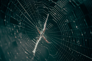 Close up of a spider in a web