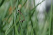 Mating Large red damselfly