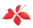 Red autumn virginia creeper leaf