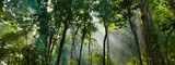 panorama banner background of tropical forest landscape scene for using in concept of environmental ecology and sustainable energy or Earth day, wild wood scenic using for wallpaper of spa and tourism
