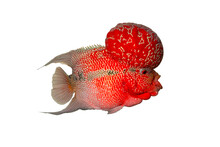 Red Fish And Big Head Cichlid Fish