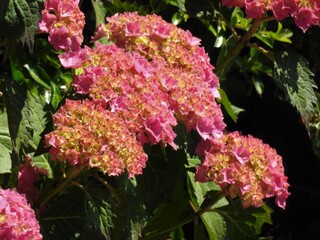 Wall Mural - Large pink flowers with large heads