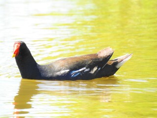 Wall Mural - Coot flows on golden water in the sun