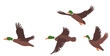 flying ducks design in flat style, isolated, vector
