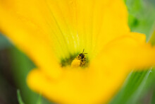 Pollen-covered Bee Inside A Pumpkin Flower 