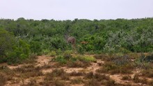 Back View Of Walking Kudu Antelope Disappearing In Dense Green Vegetation. Safari Park, South Africa