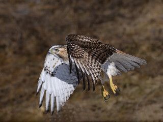 Wall Mural - Red-Tailed Hawk Takes Off From the Field in Winter