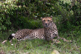 Fototapeta Sawanna - cheetah in the grass