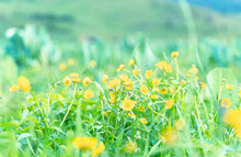 Beautiful Meadow With Wild Yellow Flowers