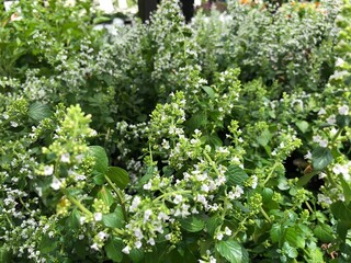 Wall Mural - Wide shot of clusters of white calamint flowers