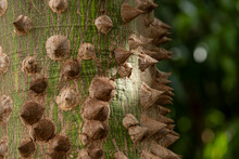 Part Of A Tree Trunk With Thorns Known In Brazil As A Paineira