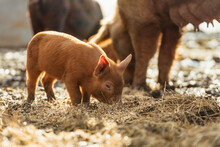 Gloucester Old Spot Tamworth Cross Rare Breed Piglet On Farm | Domestic Pigs With Black Spots