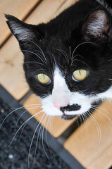 Wall Mural - portrait of a black and white farm cat with long whiskers and dee yellow eyes