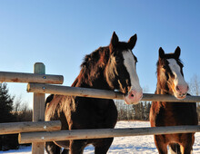 Portrait Of Two Clydesdale Stallions Against Wooden Fence In Pasture 
