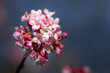 Close up of a flowering scented viburnum (Viburnum bodnantense) blooming against a blue sky in winter