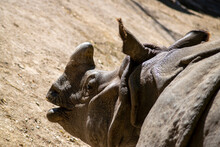 Rhinoceros Unicorn Head, Zoo Conservsation Of Species. 