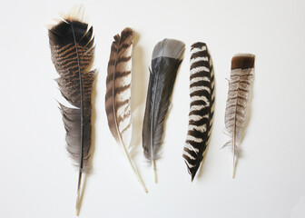 bird feathers