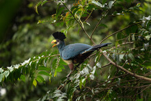 Great Blue Turaco On The Branch.Turaco In The African Garden . Safari In Uganda.
