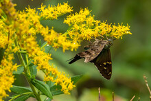 Long-tailed Skipper On A Flower