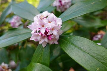 Sticker - Winter daphne grows bigger with time, eventually reaching 4 feet tall and 6 feet wide after many years.