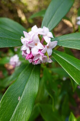 Wall Mural - Daphne odora, winter daphne, is an evergreen shrub, grown for its very fragrant, fleshy, pale-pink, tubular flowers, each with four spreading lobes, and for its glossy foliage.