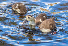 A Trio Of Muscovy Ducklings Foraging In The Shallow Water Of A Pond. 