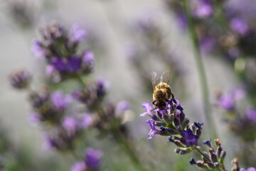 Poster - Bee on a lavender flower.