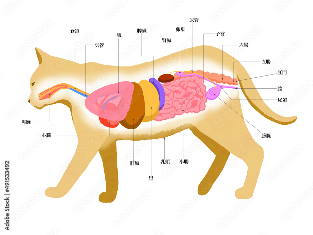 【美品】 猫の解剖図説 Amazon.co.jp: 動物の解剖学的モデル、ペットの臓器内臓筋神経猫