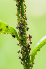 Wall Mural - Aphids on a daisy stem.