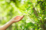 Fototapeta Sawanna - Female hand touching leaf of nature with sunlight. Green environment mangroves forest background. Global warming environment concept. Sustainable coexistence between man and nature