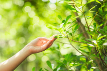 Female Hand Touching Leaf Of Nature With Sunlight. Green Environment Mangroves Forest Background. Global Warming Environment Concept. Sustainable Coexistence Between Man And Nature