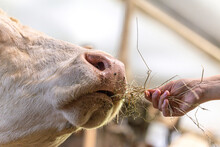 Close-up Of A Cow Interacting With A Human. A Person Feeding A Cow With Hay