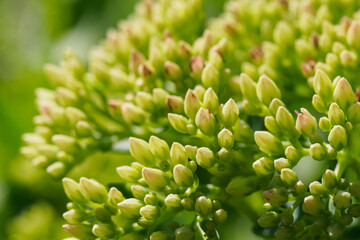 Sticker - Detail of green flower buds on a rock garden.